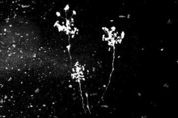 a4017228492 10