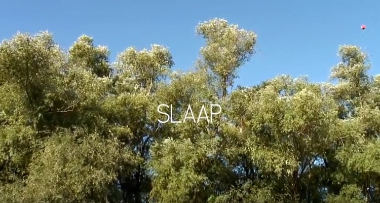 slaap daisy