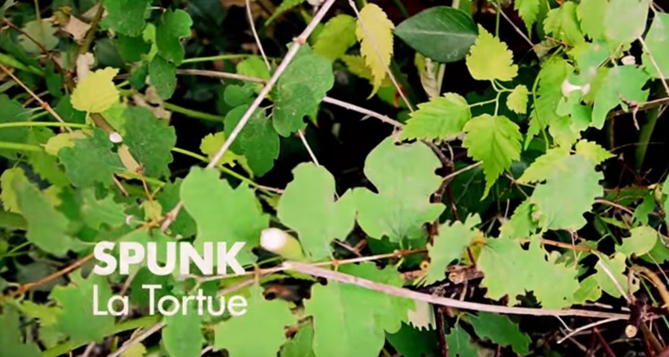 la Tortue Spunk