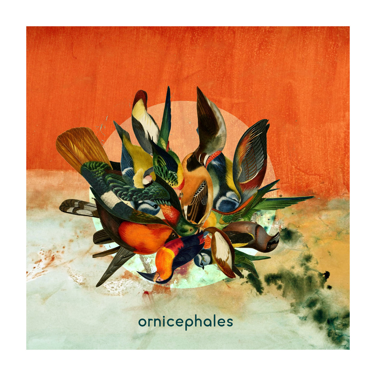 ORNICEPHALES