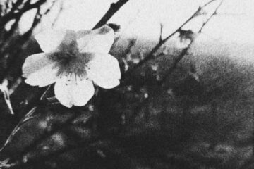 sorrowful life