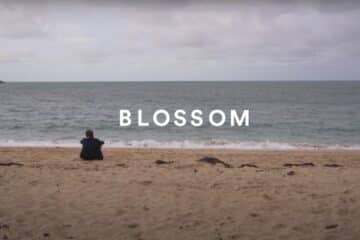 Zimmia Blossom