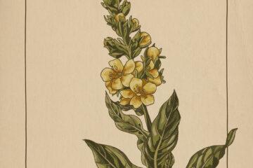 loner deer great mullei