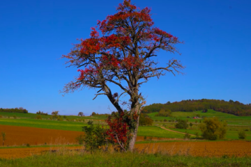 Maxime Domball Color Blind
